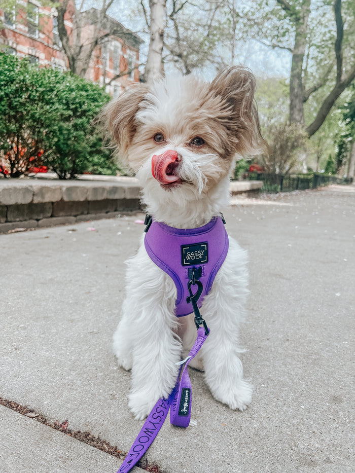 INFLUENCER_CONTENT | @REMYROSE_GOLDENDOODLE