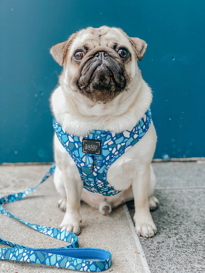 INFLUENCER_CONTENT | @ATOASTYPUG