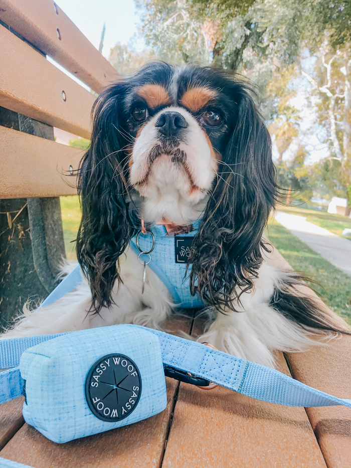 A Cavalier King Charles Spaniel in a light blue harness sits on a park bench beside the Sassy Woof Dog Waste Bag Holder - Blumond. Trees and a sidewalk appear in the background.