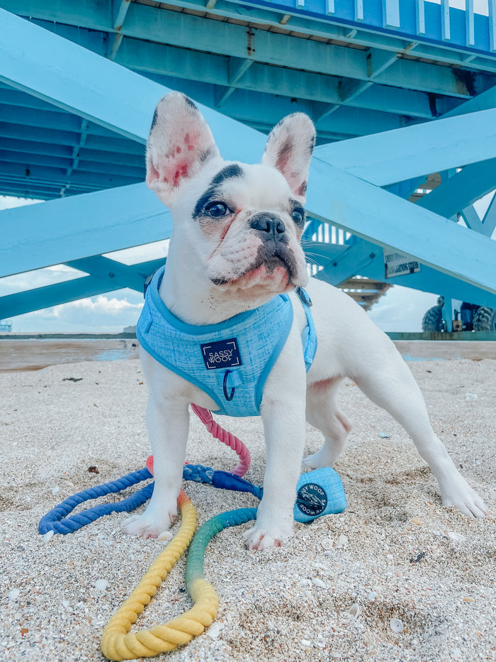 A white French Bulldog with black spots wears a light blue harness and the Sassy Woof Dog Waste Bag Holder - Blumond, standing on sand near colorful rope toys under a blue wooden structure at the beach.