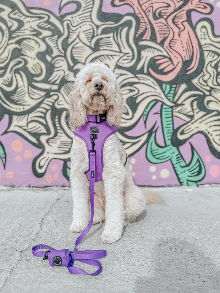 INFLUENCER_CONTENT | @LUCYLU_PAWSITIVEPUP