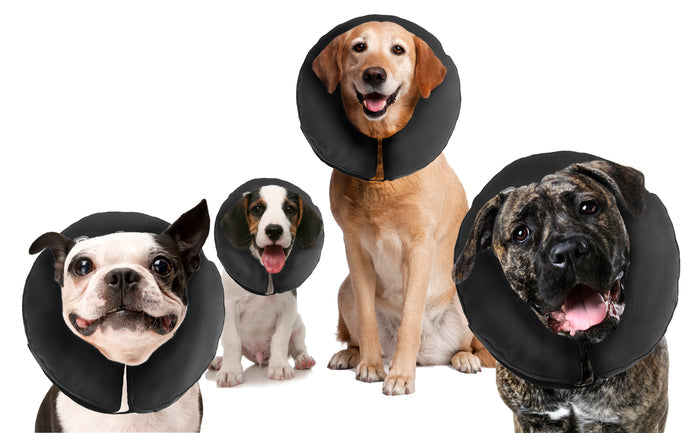 Zenpet ProCollar